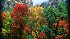 32" TV Screen Image #104 Autumn Trees (Screen Print Only. 32 Inch TV Prop Not Included)