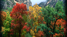 60" TV Screen Image #104 Autumn Trees (Screen Print Only. 60 Inch TV Prop Not Included)