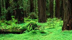 Laptop Screen Image #148 Redwood Forest Screen Image (Laptop Screen Image Only. Laptop Prop Not Included)