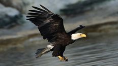 Laptop Screen Image #152 Bald Eagle Screen Image (Laptop Screen Image Only. Laptop Prop Not Included)